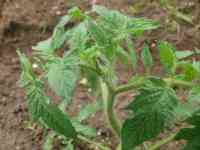 tomato-20240515_01.jpg