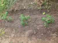 tomato-20240515_02.jpg