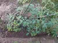 tomato-20240619_01.jpg