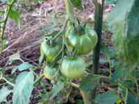tomato-20240619_02.jpg