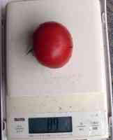tomato-20240711_03.jpg