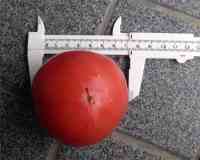 tomato-20240711_04.jpg