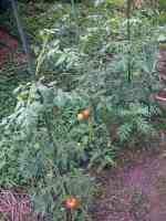 tomato-20240714_01.jpg