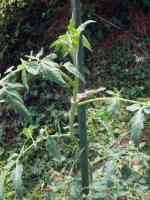 tomato-20240717_01.jpg