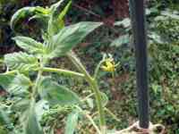 tomato-20240717_02.jpg