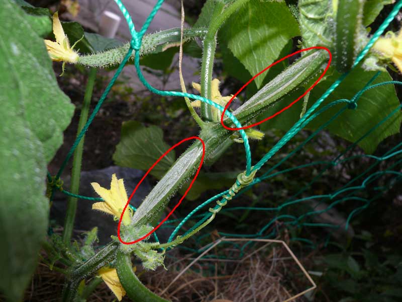 キュウリ キワノ つる割病 脱力系備忘録blog キュウリ キワノ つる割病 脱力系備忘録blog