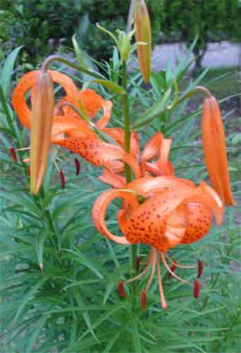 ゆり根の花が咲いたー 15 脱力系備忘録blog